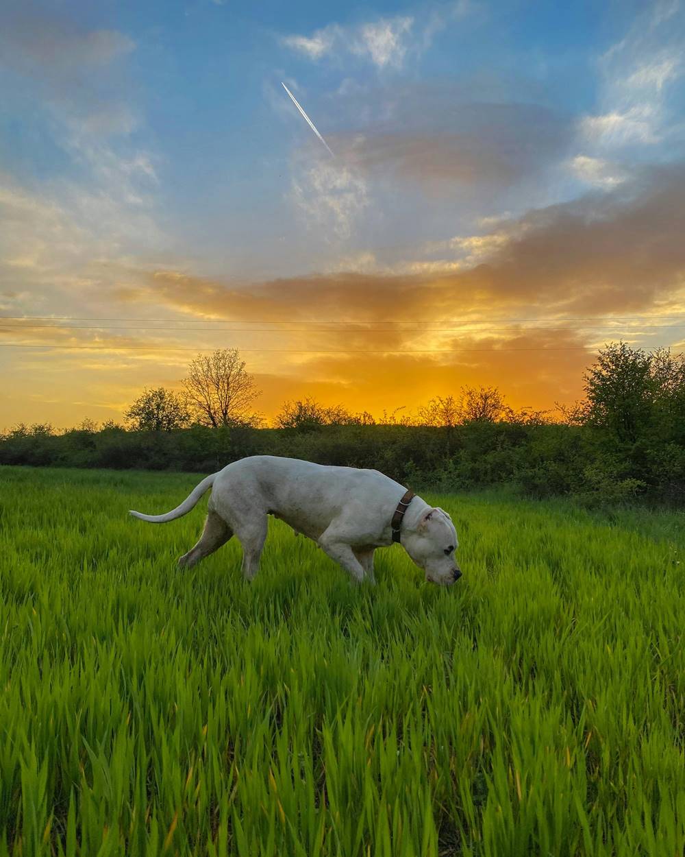 Dog argentyński podczas tropienia na łące.